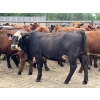 Image 1 : Brandt Boys Inc. - 975# August Delivery Heifers - 65 Head (Tolstoi, MB)