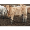 Image 6 : Cluny Colony - 780# October Delivery Weaned Heifers - 70 Head (Cluny, AB)
