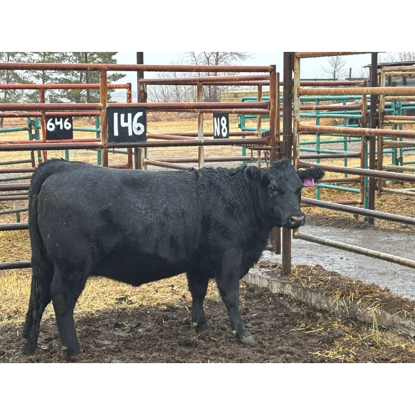 Kyle & Jocelyn Francis - 1 Heifer (Pen 146)