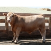 Image 5 : Poelman Farms - 975# June Delivery Steers - 111 Head (Granum, AB)