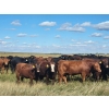 Image 6 : Spring Creek Colony - 890# September Delivery Grass Heifers - 120 Head (Central Butte, SK)