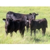 Image 6 : Marsh Ranches Ltd. (Marsh 99 Ranch) - 595# Nov/Dec Steer Calves - 100 Head (Southey, SK) VBP+