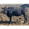 Image 6 : DL Feedlot - 680# June/July Delivery Steers - 200 Head (Fort Macleod, AB)