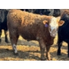Image 2 : Cunningham Cattle Co. - 850# March Delivery Heifers - 70 Head (Rhein, SK)