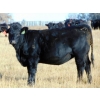 Image 1 : Coal Creek Ranching Ltd. - 850# October Delivery Grass Heifers - 54 Head (Bow City, AB) VBP+
