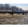 Image 4 : Jeff MacMillan - 815# April Weaned Heifers - 70 Head (Marquette, MB)