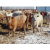 Image 2 : Winn Man Farms - 750# March Delivery Steers - 160 Head (Winnipegosis, MB)