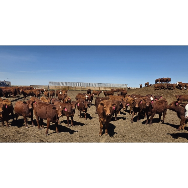 Amber Mountain Farms - 660# May Delivery Heifers - 128 Head (Vauxhall, AB)