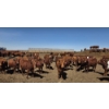 Image 1 : Amber Mountain Farms - 660# May Delivery Heifers - 128 Head (Vauxhall, AB)