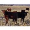 Image 3 : Jeff & Bonnie Resch - 920# November Grass Heifers - 67 Head (Leader, SK)