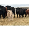Image 5 : C & L Livestock - 30 Black 2nd Calf 3-Way Pairs (Edam, SK) VBP+
