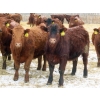 Image 5 : RBD Ranch - 950# February Delivery Steers - 62 Head (Milestone, SK)