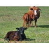 Image 2 : Los Cuatros Ranch - 490# October Delivery Steer Calves - 38 Head (Clinton, BC)