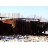 Image 7 : Right Cross Ranch - 1400# Open Cows - 42 Head (Kisbey, SK)