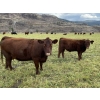 Image 5 : Ian & Bev Smith - 670# October Delivery Heifer Calves - 30 Head (Rock Creek, BC)