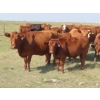 Image 2 : Thackeray Land & Cattle Inc. - 680# November Delivery Steer Calves - 90 Head (Goodwater, SK)