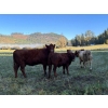 Image 11 : Squaw Valley Ranch - 750# October Delivery Steer Calves - 80 Head (Lumby, BC)
