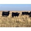 Image 3 : Standing Farms - 575# Steer Calves - 65 Head (Spondin, AB)