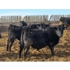 Image 5 : T Bar Cattle Co. Ltd. - 920# March Delivery Steers - 45 Head (Medicine Hat, AB)