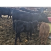 Image 2 : Rolling N Ranches (Nolan & Amanda Osadczuk) - 5 Black Heifer Pairs