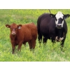 Image 8 : Spring View Ranch Ltd. - 610# November Delivery Steer Calves - 80 Head (Beaubier, SK)