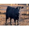 Image 4 : Habraken Farms Ltd. - 830# April Delivery Heifers - 64 Head (Scandia, AB)