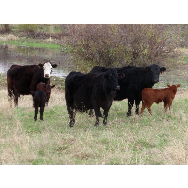 Lamb Cattle Company - 475# October Delivery Heifer Calves - 250 Head (Hanley, SK)
