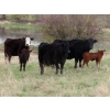Image 1 : Lamb Cattle Company - 475# October Delivery Heifer Calves - 250 Head (Hanley, SK)