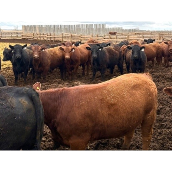 Van Hall Cattle Company Ltd. - 990# April Delivery Steers - 216 Head (Scandia, AB)