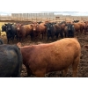 Van Hall Cattle Company Ltd. - 990# April Delivery Steers - 216 Head (Scandia, AB)