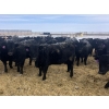 Image 5 : Eric Tarrant - 740# February Delivery Heifers - 70 Head (High River, AB)
