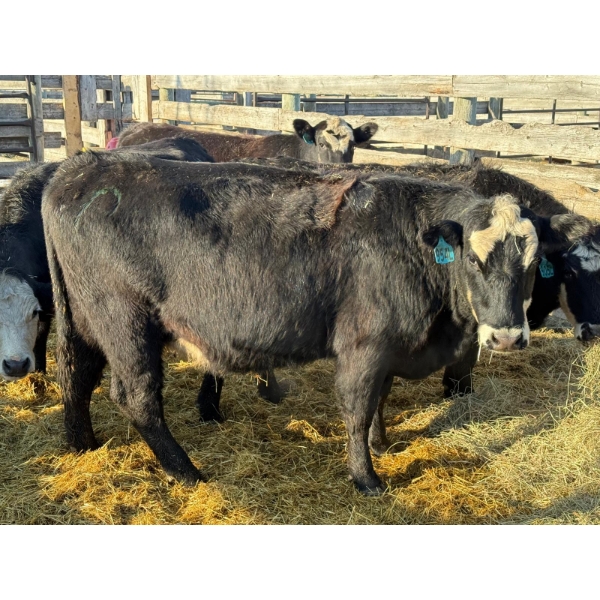 Lazy J Cattle Co. - 9 Second Calvers (Pen 416)