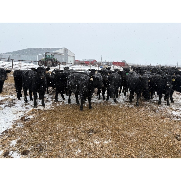 Chris, Debbie & Dwayne Wimmer - 615# March Delivery Heifers - 85 Head (Lundar, MB)