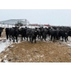 Image 1 : Chris, Debbie & Dwayne Wimmer - 615# March Delivery Heifers - 85 Head (Lundar, MB)