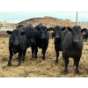 Image 4 : Habraken Farms Ltd. - 825# March Delivery Heifers - 76 Head (Scandia, AB)