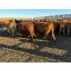 Image 9 : Poplarview Stock Farm - 875# November Delivery Grass Heifers - 140 Head (Pipestone, MB)