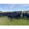 Image 5 : Pembina Ranching - 1050# July Delivery Grass Steers - 59 Head (Drayton Valley, AB)