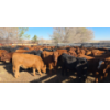 Image 2 : FA7 Ranch - 630# October Delivery Steer Calves - 100 Head (Piapot, SK)
