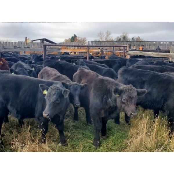Roes Bros. Ranching - 560# October Delivery Steer Calves - 175 Head (Dorothy, AB)