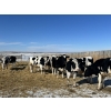 Image 2 : Lakeview Colony - 1600# Fed Holstein Steers - 40 Head (Unity, SK)