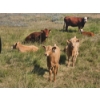 Image 11 : J&E Farms Ltd. - 650# November Delivery Steer Calves - 80 Head (Tilley, AB)