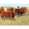 Image 7 : Wadella Ranch - 675# October Steer Calves - 180 Head (Kipling, SK)