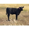 Image 6 : Vredegoor Ranch - 440# October Delivery Heifer Calves - 80 Head (Handhills, AB)