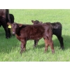 Image 7 : Knapp Farms - 550# October Delivery Steer Calves - 110 Head (Southey, SK)