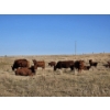 Image 8 : Osadczuk Cattle Co. (Brad & Elaine Osadczuk) - 250 Red Cows *HERD REDUCTION*