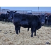 Image 10 : Colter Malloy - 12 Black Heifers (Pen 328 - 332)