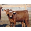 Image 4 : PSV Farms Ltd. - 840# May Delivery Heifers - 60 Head (Enchant, AB)