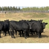 Image 3 : Sturgeon Cattle Co. - 1000# September Delivery Grass Heifers - 61 Head (Sundre, AB)