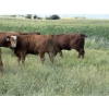 Image 19 : Sheldon Reimer - 940# September Delivery Grass Heifers - 325 Head (Cromer, MB)