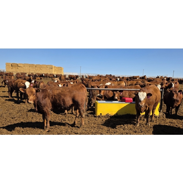 Cattlewood Farms Ltd. - 870# May Delivery Heifers - 280 Head (Vauxhall, AB)